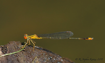 Enallagma signatum, male